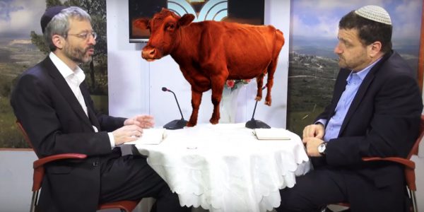 O puro fica impuro – O secredo da Vaca Vermelha – Parashat Chukat